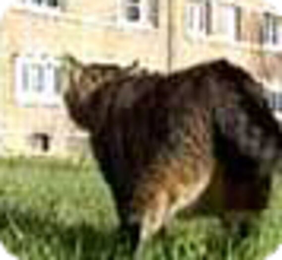 chat libre marchant dans l'herbe