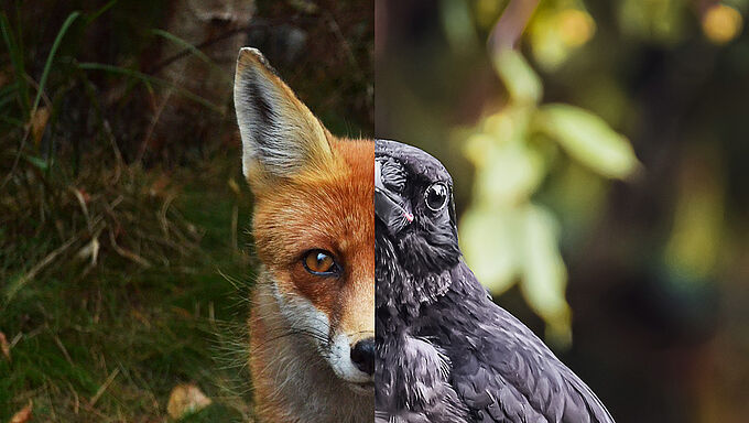 « Le corbeau et le renard », ou comment tirer les leçons de la crise sanitaire... plutôt que sur les animaux sauvages