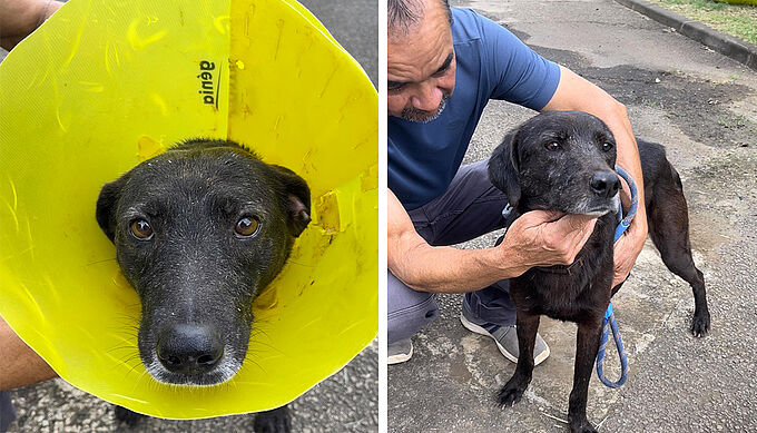 Des individus s’introduisent dans un refuge et mutilent 2 chiens ! 
