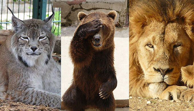 Tout juste élus, de nouveaux maires s'engagent déjà pour des cirques sans animaux sauvages