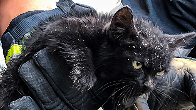 Bloqué dans un conduit d’aération d’un aéroport, ce chaton a pu compter sur les pompiers et les forces de l'ordre
