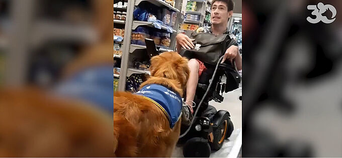 Polémique : un supermarché Carrefour de Toulouse refuse l’entrée à un chien d’assistance...
