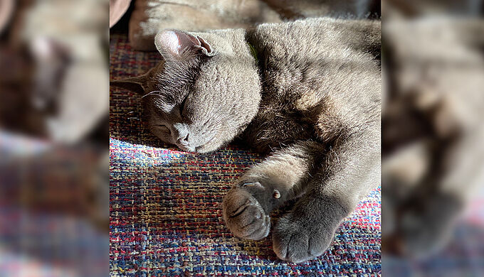 Disparu pendant les incendies en Gironde, ce chat est retrouvé 7 mois plus tard !