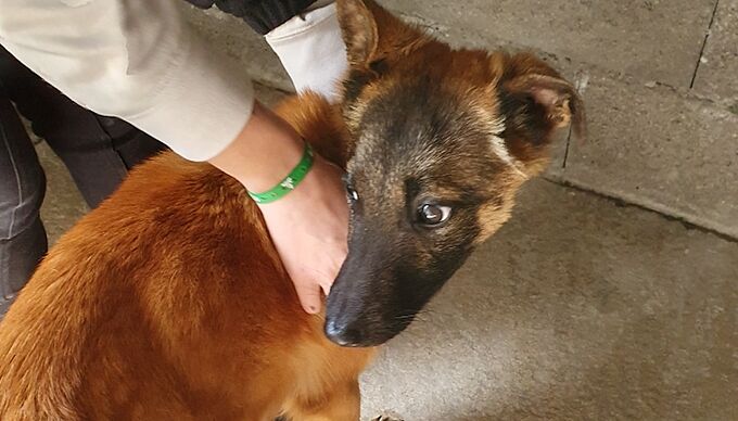 Affamé, un jeune malinois sauvé par 30 Millions d’Amis