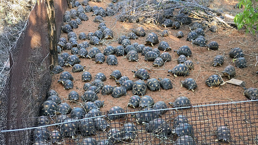 10 000 tortues ont été confiées au Village des Tortues de Mangily. © Antoine Cadi / SOPTOM 