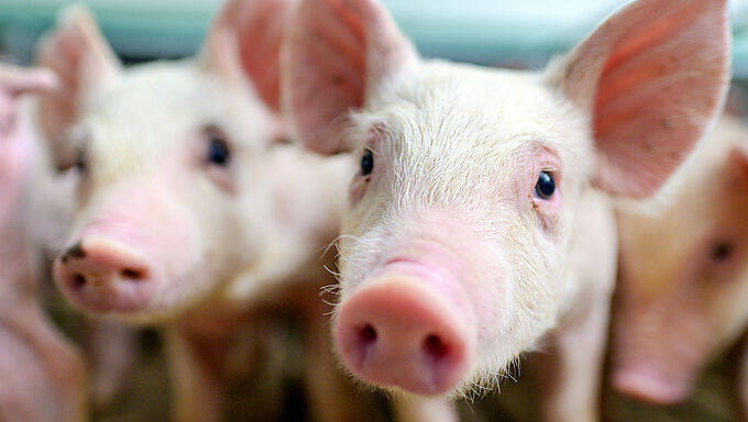 Fin de la castration à vif des porcelets, déclin de la fourrure... Quelles avancées pour les animaux en 2021 ?