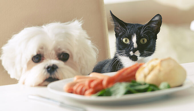 Ces 10 aliments toxiques à éviter pour votre animal