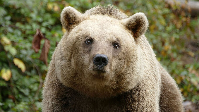Les Poliakov relaxés pour sévices graves sur les ours Bony et Glasha : la Fondation 30 Millions d’Amis monte au créneau