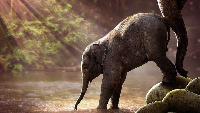 5 avancées pour les animaux en 2018