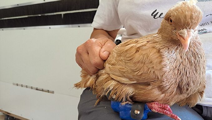 Belle histoire ! Elle prend ce (gros) pigeon handicapé sous son aile