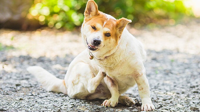 Scandale sur les antiparasitaires : veillez à bien protéger vos animaux !