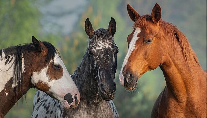 Le prévenu condamné à quatre ans de prison dans l’affaire des chevaux mutilés en Normandie 