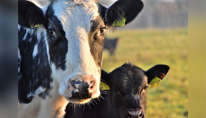 Une vache et son veau décapités en Corse, la Fondation 30 Millions d’Amis partie civile