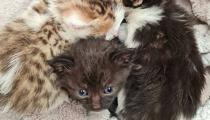 4 chatons abandonnés sur une aire de jeu en plein soleil