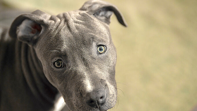 Un chien défenestré et poignardé avant d'être jeté à la poubelle : la Fondation 30 Millions d'Amis se porte partie civile