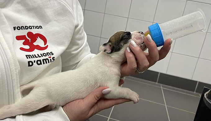 Abandonnés dans un carton en forêt, 9 chiots recueillis par la Fondation 30 Millions d’Amis !