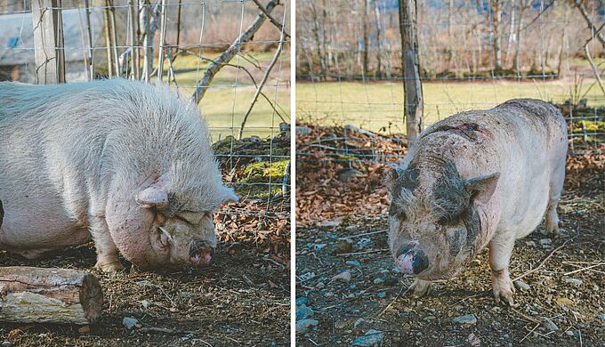 Deux cochons asiatiques, Bernard et Bianca, pris en charge par la Fondation 30 Millions d’Amis