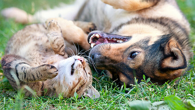 Printemps : attention aux dangers pour nos chiens et chats
