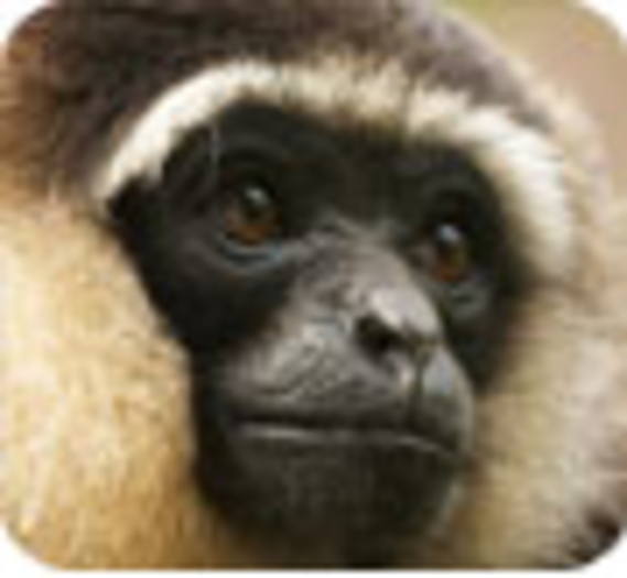 La Fondation apporte son soutien aux gibbons de Bornéo