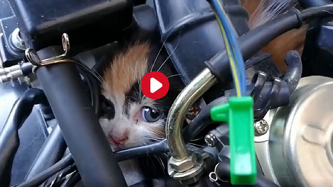 L’émouvant sauvetage d’un chaton coincé dans un moteur