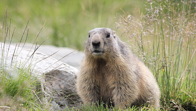 Des marmottes « enterrées vivantes » sous une piste de ski en Savoie ? Mobilisez-vous !