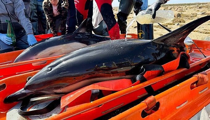 Les sapeurs-pompiers du SDIS 22 ont secouru 3 dauphins dans les Côtes-d’Armor