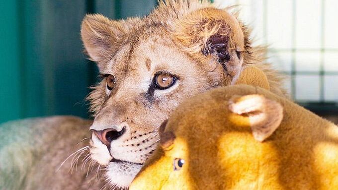 Affamé, pattes cassées, aspergé d'eau gelée... Ce lionceau a vécu l'enfer pour des selfies en Russie