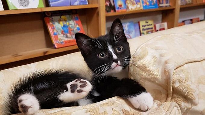 Cette librairie invite ses clients à lire… et adopter des chats !