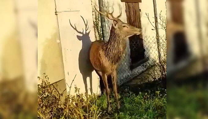 Chasse à courre : un habitant sauve la vie d’un cerf !