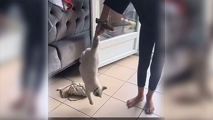 Elle soulève son chat par la queue, le fait tournoyer et le jette au sol