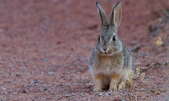 Le scandale de l’extermination de milliers de lapins à Bordeaux