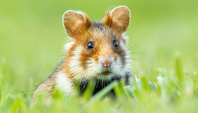 Des bières bios artisanales pour protéger le grand hamster d’Alsace