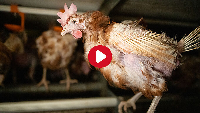 Elles sont 190 000 poules à vivre l'enfer dans cet élevage
