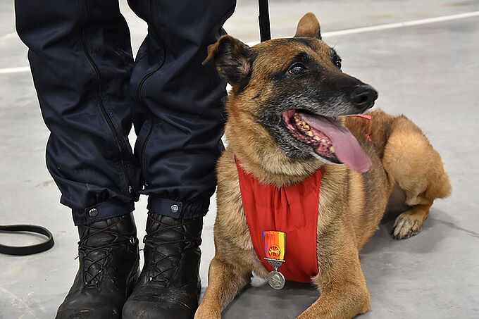 2 chiens-pompiers récompensés pour leur bravoure