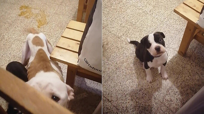 Une pauvre chienne squelettique et son chiot, sauvés par 30 Millions d’Amis à Lens (62)