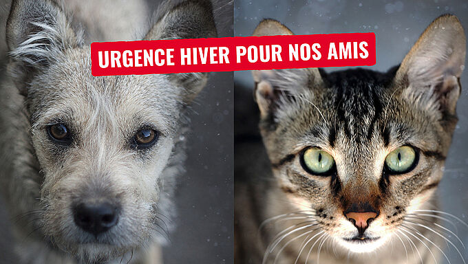 Urgence Hiver 2018 : venez en aide aux animaux des refuges