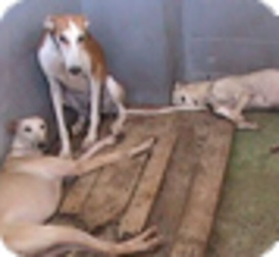 Lévrier Galgos dans un refuge espagnol