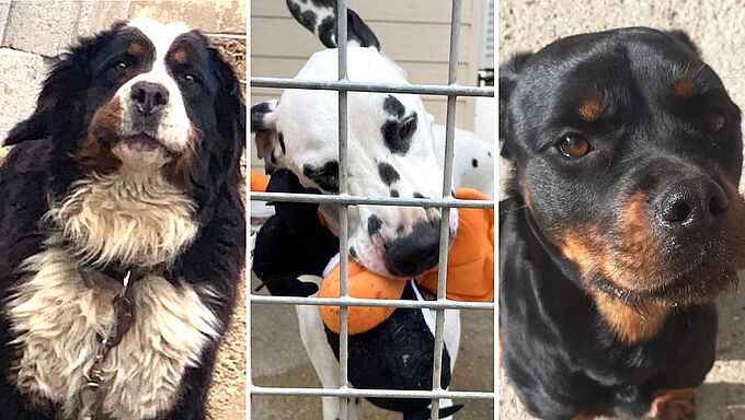 Shana, Roby, Zeus… Les visages de la vague d’abandons de l’été