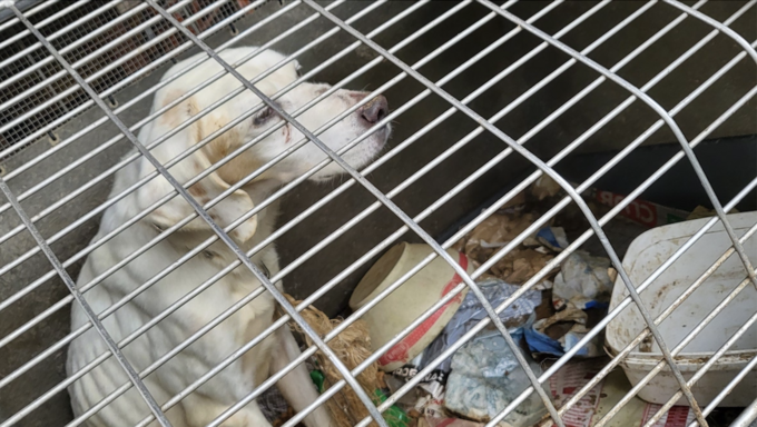 Suspendus au plafond ou enfermé en cage, 3 chiens en mauvaise posture sauvés par 30 Millions d’Amis