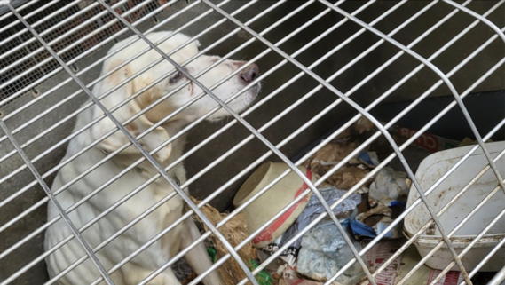 Cage de transport pour chien - Capture d'animaux