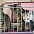 3 chatons à adopter au refuge de la Tuilerie (77). 