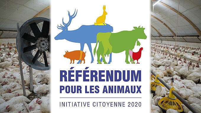 7 Français sur 10 sont favorables à l'organisation d'un référendum pour les animaux. Et vous ?