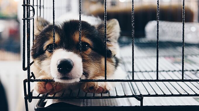 Californie, Grande-Bretagne... Vers la fin de la vente de chiens et chats en animaleries ?