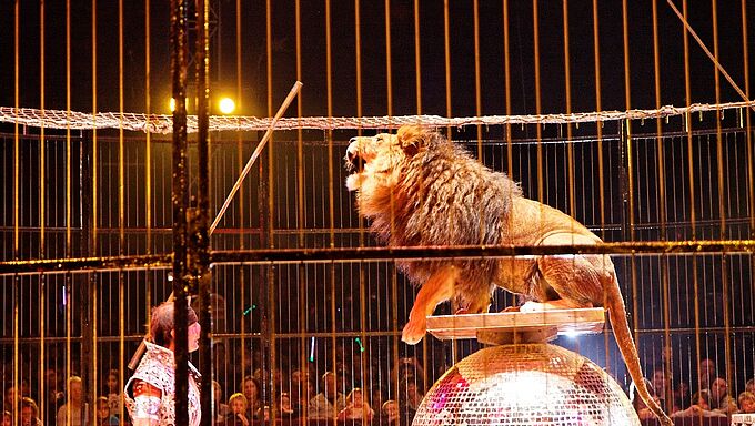 Ces villes qui ont le courage de refuser les cirques avec animaux