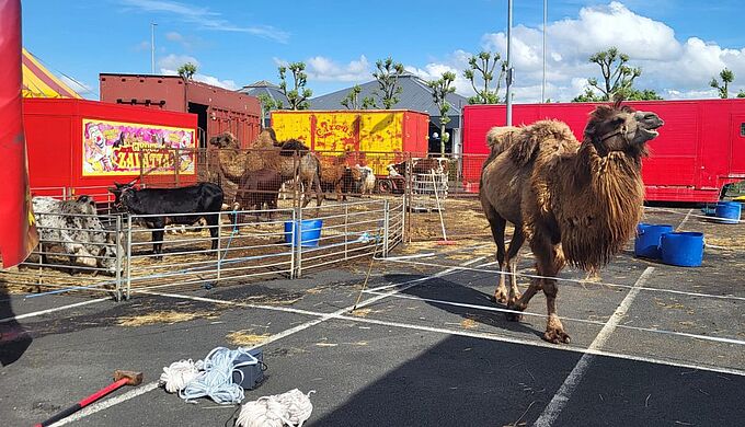 L'avenir des animaux de cirques incertain