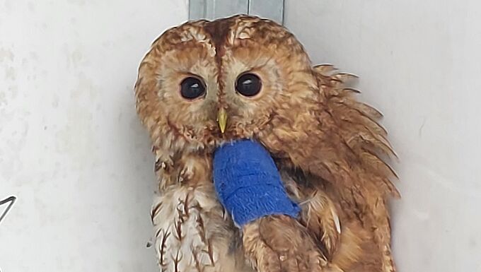 Des oiseaux nocturnes (re)prennent leur envol grâce à la Fondation 30 Millions d’Amis