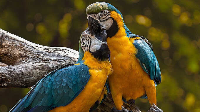 Saint-Valentin : les 7 petits secrets de séduction des animaux