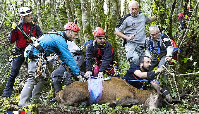 Pris au piège dans un gouffre, ce cerf a été sauvé par des pompiers