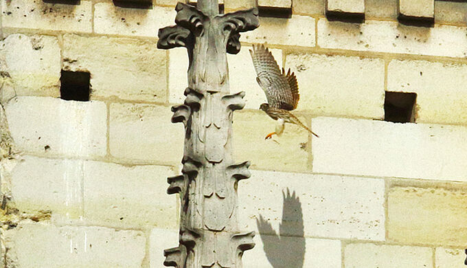 Protégeons et favorisons le retour des faucons de Notre-Dame de Paris !