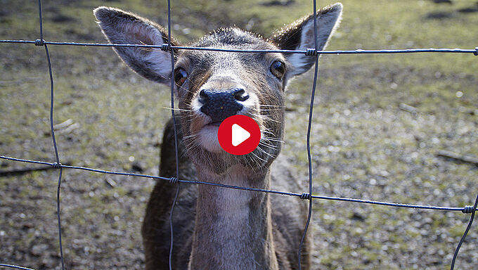 « Chasse en enclos » : la vidéo qui révèle l'enfer des parcs d’attraction pour chasseurs